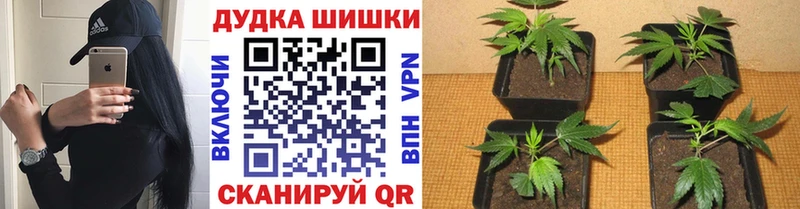blacksprut ONION darknet наркотические препараты Бошки марихуана SATIVA & INDICA Лермонтов